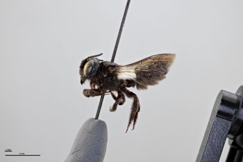 Media type: image;   Entomology 791079 Aspect: habitus lateral view